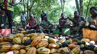Côte d'Ivoire : la saison du cacao 2023/2024 menacée par les intempéries