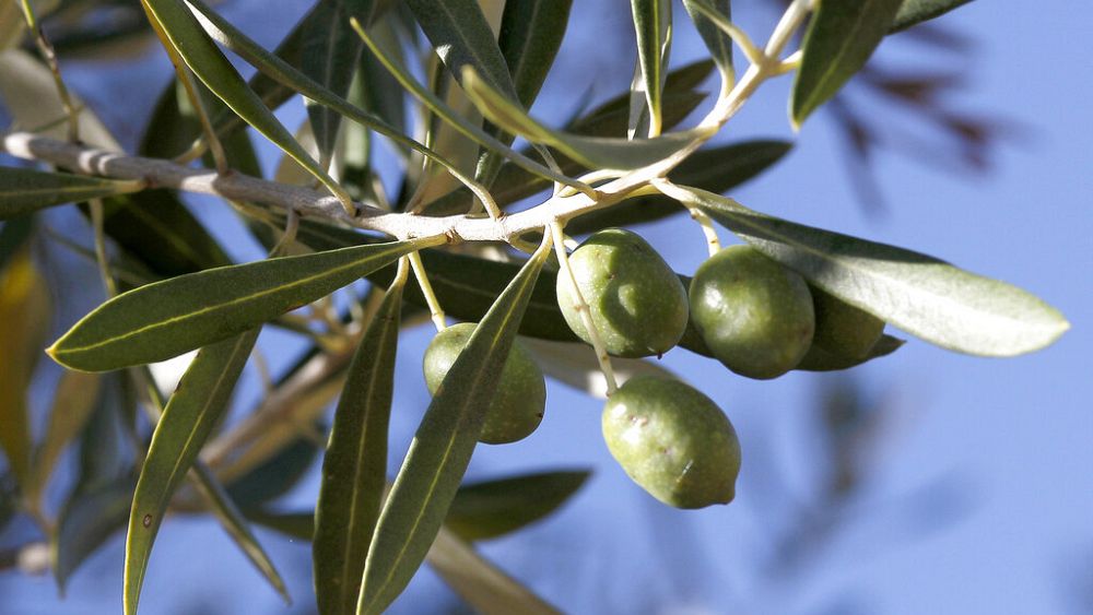 Έρευνα: Γιατί το ελαιόλαδο είναι και θα παραμείνει ακριβό