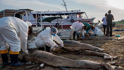 Los delfines fueron hallados cerca de Tefé, en el noroeste de Brasil. 