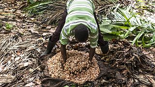 RDC : patronat et politiques plaident pour développer l'agriculture