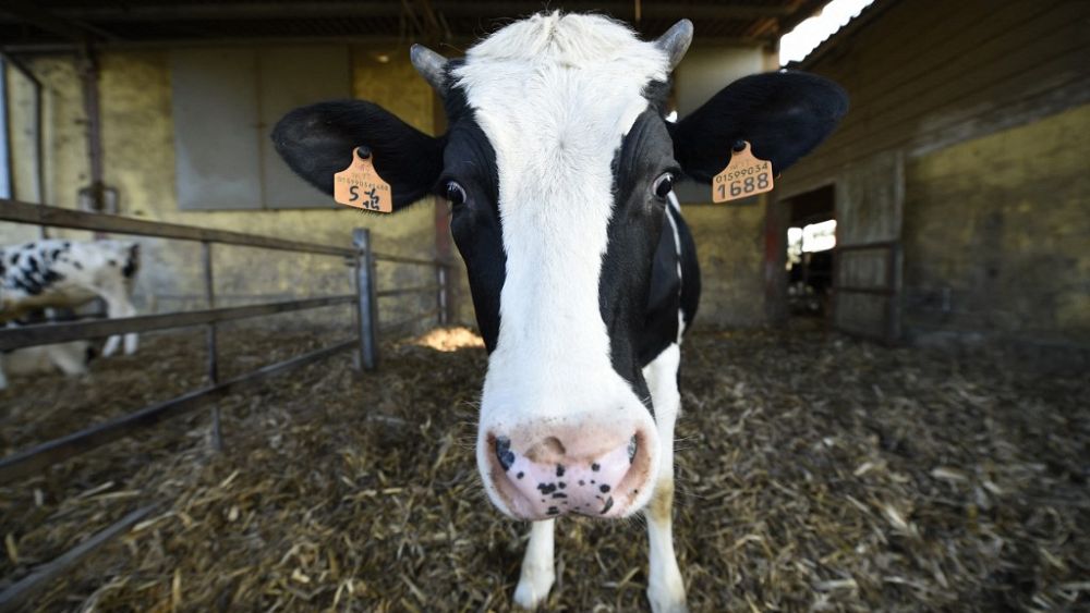 Млечна крава е на снимка във ферма на 11 март