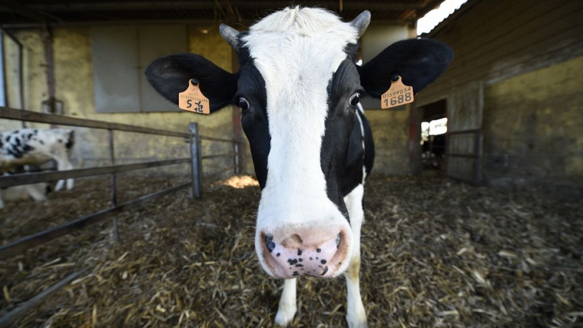 Una vaca lechera en una granja el 11 de marzo de 2015 en Abbiategrasso, cerca de Milán. 
