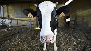 Une vache laitière est photographiée dans une ferme le 11 mars 2015 à Abbiategrasso, près de Milan. 