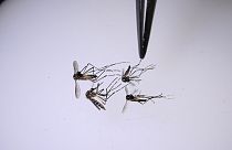Dang humması Aedes aegypti sivrisinekleri tarafından yayılıyor