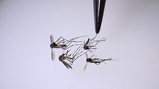 Dang humması Aedes aegypti sivrisinekleri tarafından yayılıyor