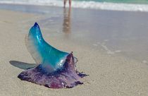 Portuguese man o' war could become more common on UK beaches as the climate warms.