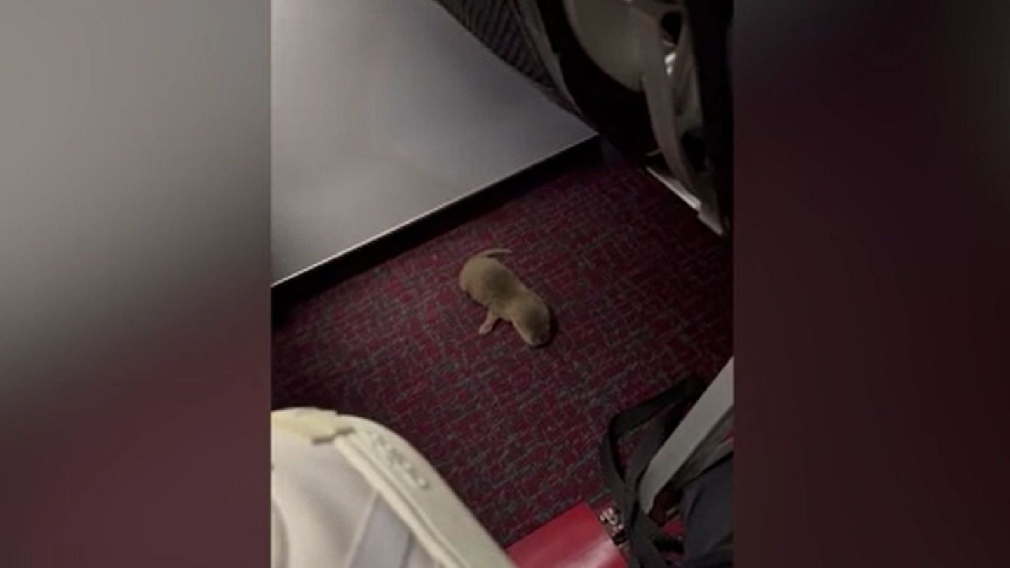 There's a rat on the plane': Passengers shocked by suitcase of animals on  flight from Thailand | Euronews