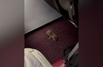 A baby otter was discovered under a seat on the flight to Taipei.