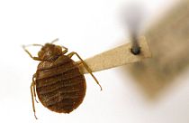 Tourists in Athens have been targeted by a bed bug evacuation scam in various rentals across the city