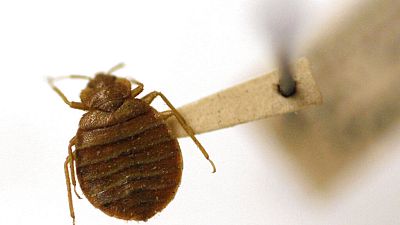 Tourists in Athens have been targeted by a bed bug evacuation scam in various rentals across the city
