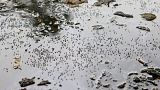 Mosquitos são vistos em água estagnada na berma da estrada durante a infeção de dengue em todo o país, em Dhaka, Bangladesh, em agosto de 2023.