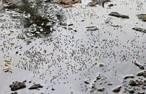 Mosquitos são vistos em água estagnada na berma da estrada durante a infeção de dengue em todo o país, em Dhaka, Bangladesh, em agosto de 2023.