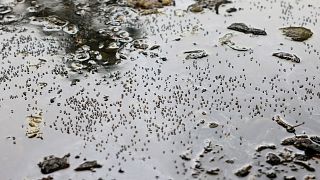 Des moustiques sont observés sur de l'eau stagnante au bord de la route lors d'une infection par la dengue dans tout le pays, à Dhaka, au Bangladesh, en août 2023.