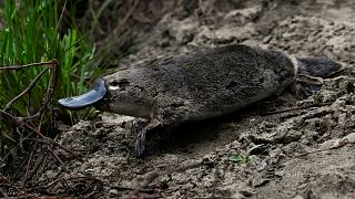 Platypuses are under siege from new climate extremes, study shows.