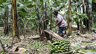 Ouganda : la start-up TEXFAD recycle les déchets de bananes