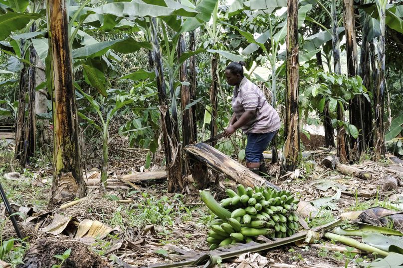 A farmer cuts down a banana plant, at her farm, in Kiwenda village, Busukuma, Uganda, 2023