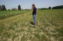 Em junho, a Itália enfrentou a pior seca dos últimos 70 anos. Os arrozais do vale do rio Pó secaram, pondo em risco a colheita do arroz de qualidade superior utilizado para o risotto.