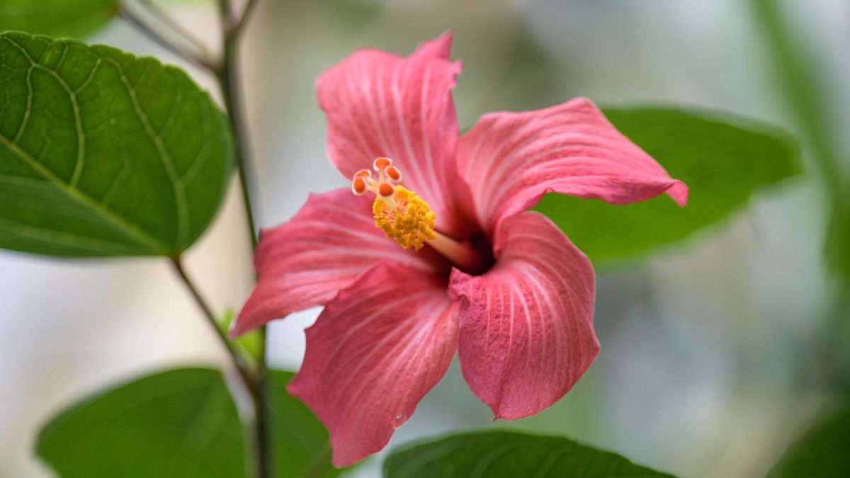 Hibiscus fragilis. 45 per cent of all known flowering plant species could be under threat of extinction. 