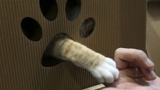 A cat extends a paw from a den, during the Taipei Pet Fair at Taipei Nangang Exhibition Center in Taipei, Taiwan.