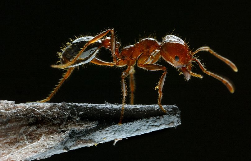 ¡Deja a la hormiga en paz!