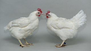 A non-gene-edited chicken (left) pictured next to an ANP32A gene-edited chicken (right)
