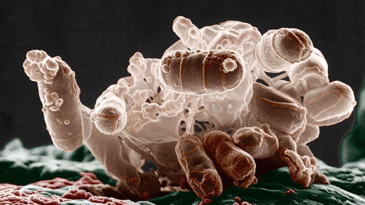 باکتری‌های میکروسکوپی که به عنوان جایگزین برای آنتی‌‌بیوتیک‌ها به کار می‌روند