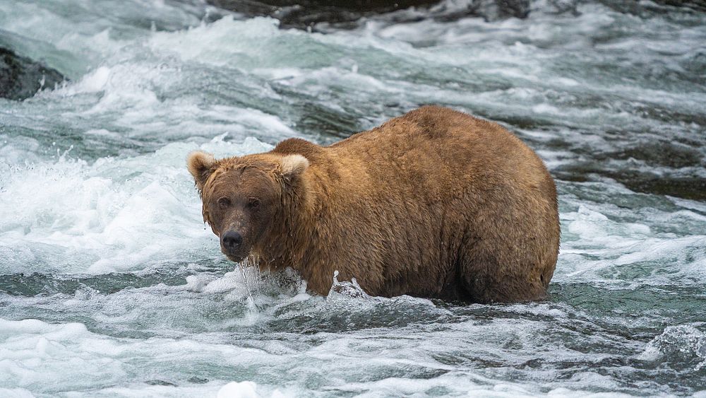 Победителят в Седмицата на дебелите мечки за 2023 г. е