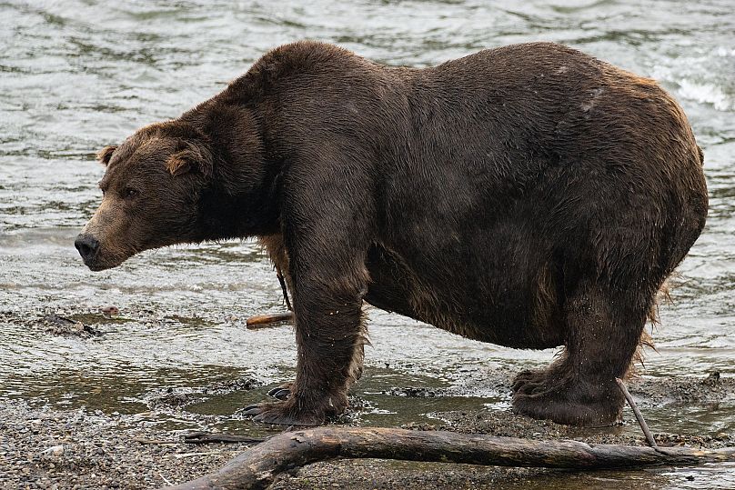 Bear 747, Katmai's most dominant bear, was the winner of Fat Bear Week last year.