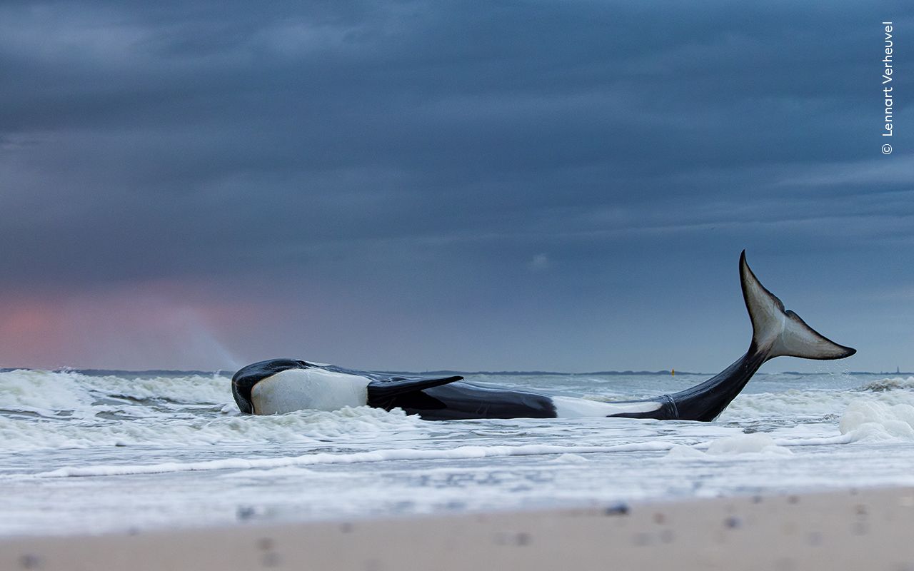 Last gasp by Lennart Verheuvel. Winner of the Oceans: The Bigger Picture category.