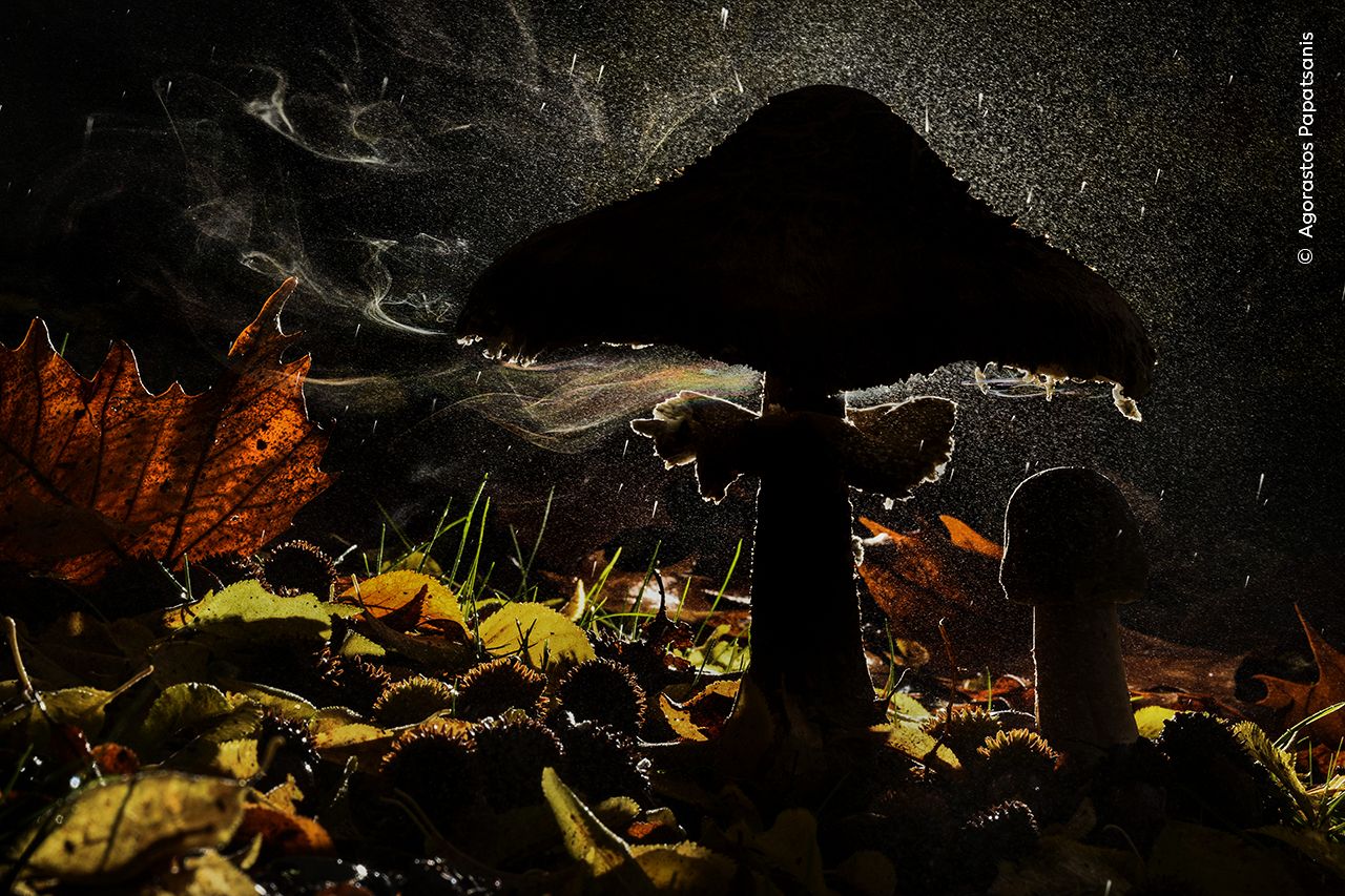 Last breath of autumn by Agorastos Papatsanis. Winner of the Plants and Fungi category.