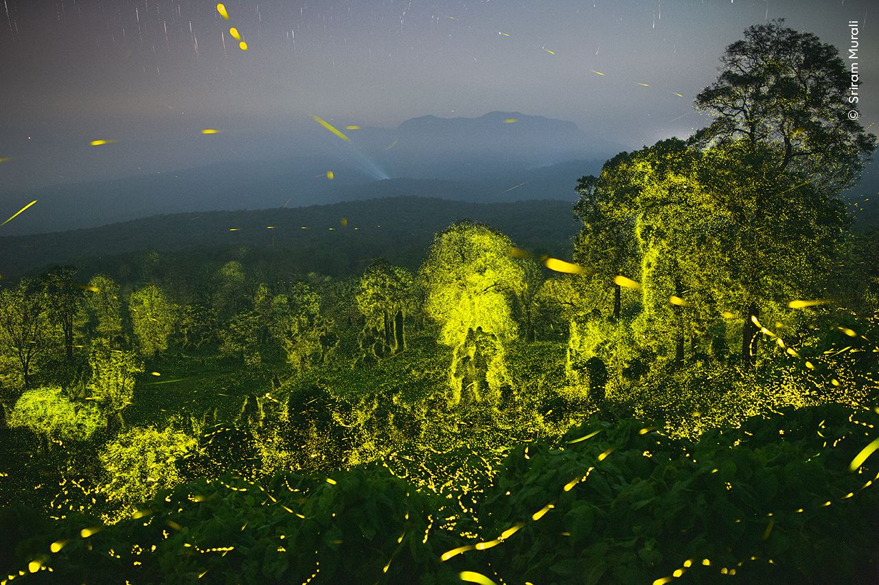 Lights fantastic by Sriram Murali, winner of Behaviour: Invertebrates category.