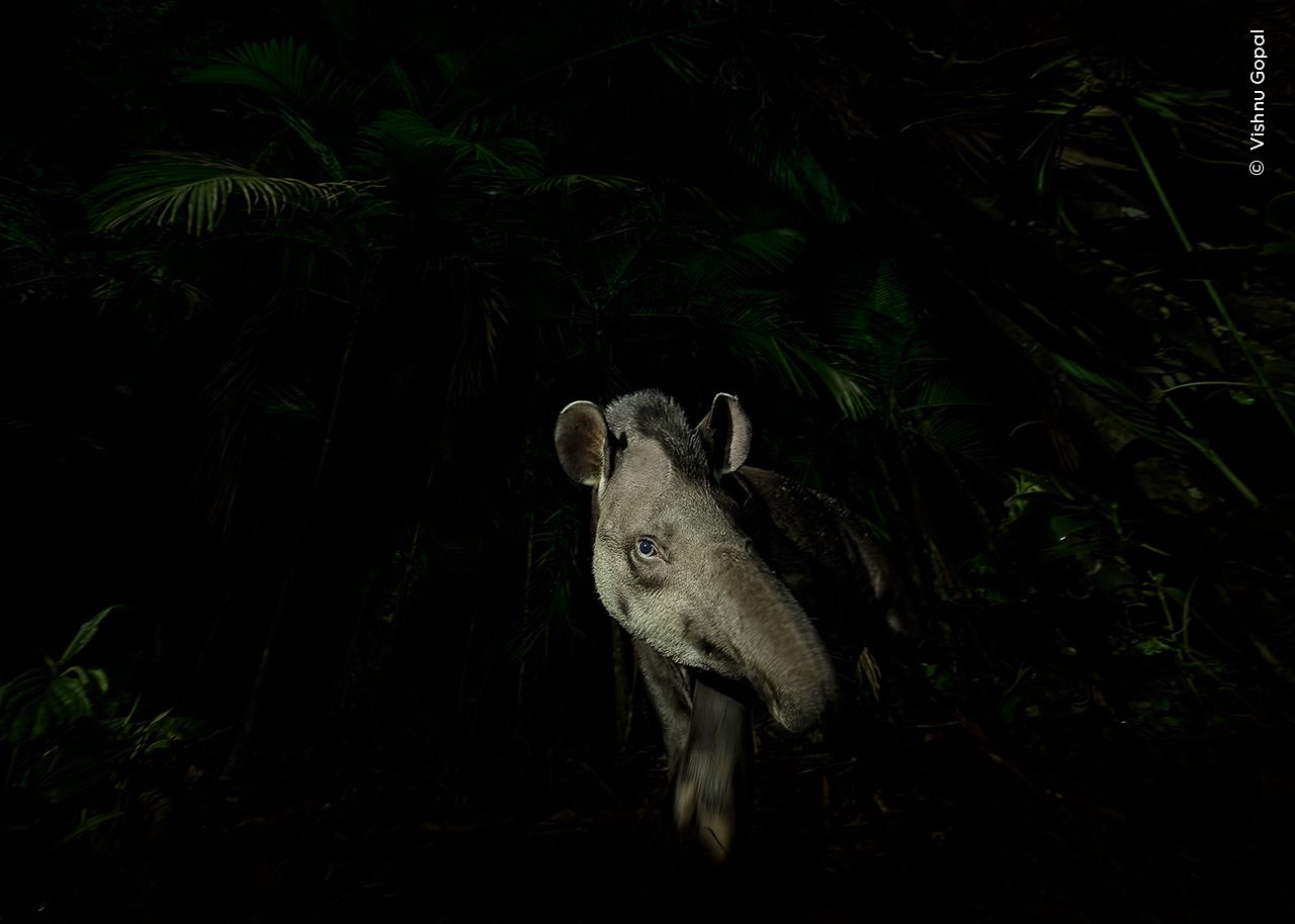 Face of the forest by Vishnu Gopal. Winner of the Animal Portraits category.