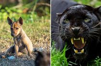 Puppies were reportedly used to bait black panthers into traps in a village in southern Negeri Sembilan, Malaysia.
