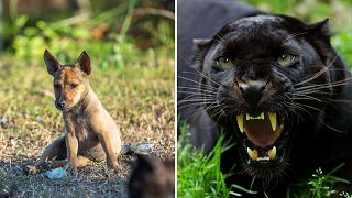 Puppies were reportedly used to bait black panthers into traps in a village in southern Negeri Sembilan, Malaysia.