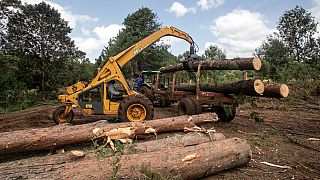 Kenyan environmental court halts lifting of logging ban