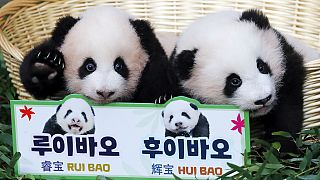 Die Pandawelpen Rui Bao (l.) und Hui Bao