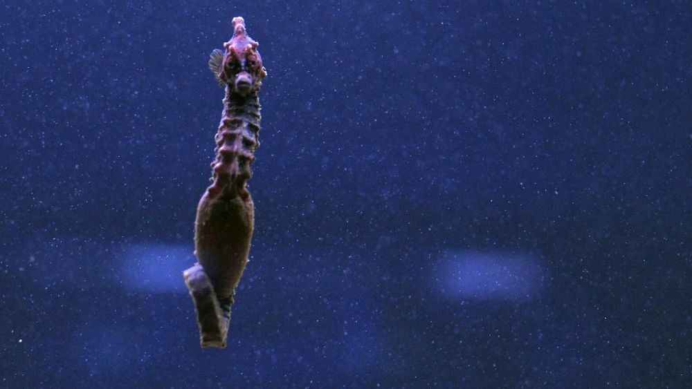 Creatures from the Puglia lagoon - environmentalists protect the seahorses of Taranto