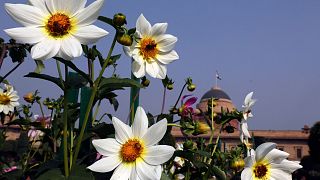  Пчели кръжат над цъфтящи цветя в градините Mughal, Ню Делхи, Индия. 