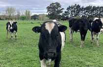 Cattle grazing on the farm of Kate Wyeth, a sheep and beef farmer, near Wellington.