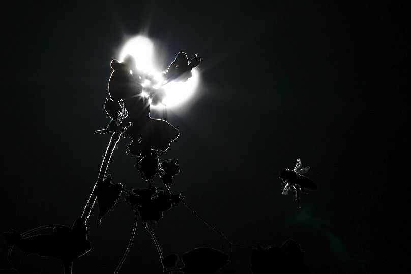 A bee flies near a flower during a solar eclipse on Saturday, October 14, 2023, in Austin, Texas, US.