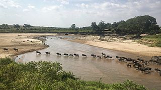 Tanzanie : le Serengeti élu meilleur parc animalier d'Afrique 2023