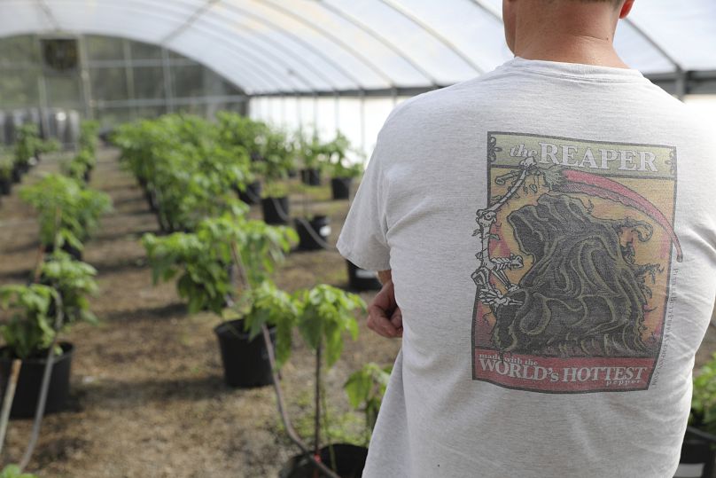 An employee in a Carolina Reaper shirt looks over one of Ed Currie's greenhouses in South Carolina.