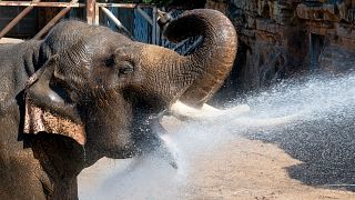 ung-Bo, a twenty two year old Asian Elephant pictured at Chester Zoo, England in 2022