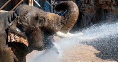 How to grow innovation elephants in large organizations