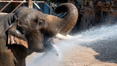 ung-Bo, a twenty two year old Asian Elephant pictured at Chester Zoo, England in 2022