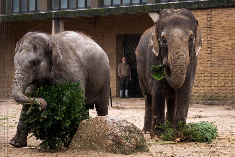 Germany has the most elephants in captivity of all European nations - these were pictured in Berlin Zoo in 2021