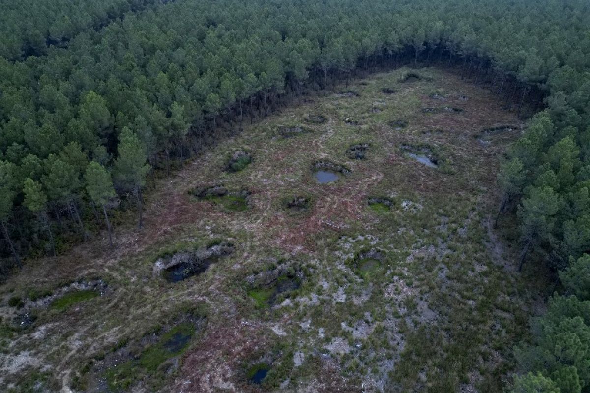 How a ‘mosaic forest’ is helping France adapt to rapid climate change