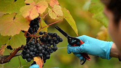 Grapes being picked at a vineyard near Scaynes Hill in the UK,