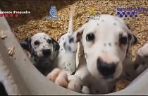 Cães apreendidos a rede de tráfico de animais em Espanha