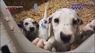Cães apreendidos a rede de tráfico de animais em Espanha